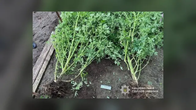 У Марганці поліція вилучила кущі конопель у місцевої жительки